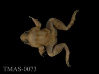 藏品(圓蟾舌蛙)的圖片